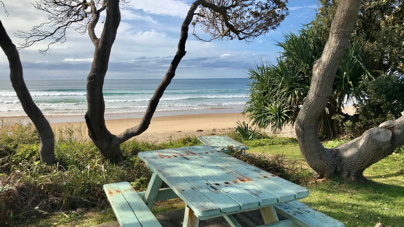 Flannel flowers blooming on the NSW coast, as seen along Wyrrabalong National Park walking tracks in spring