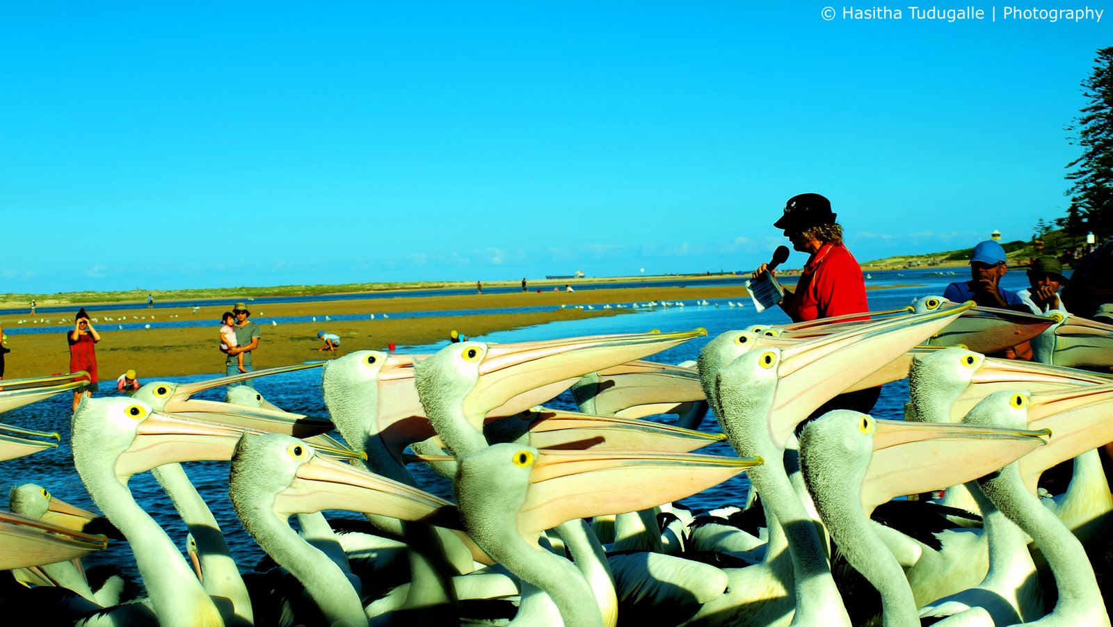 Pelican feeding at The Entrance waterfront on the Central Coast