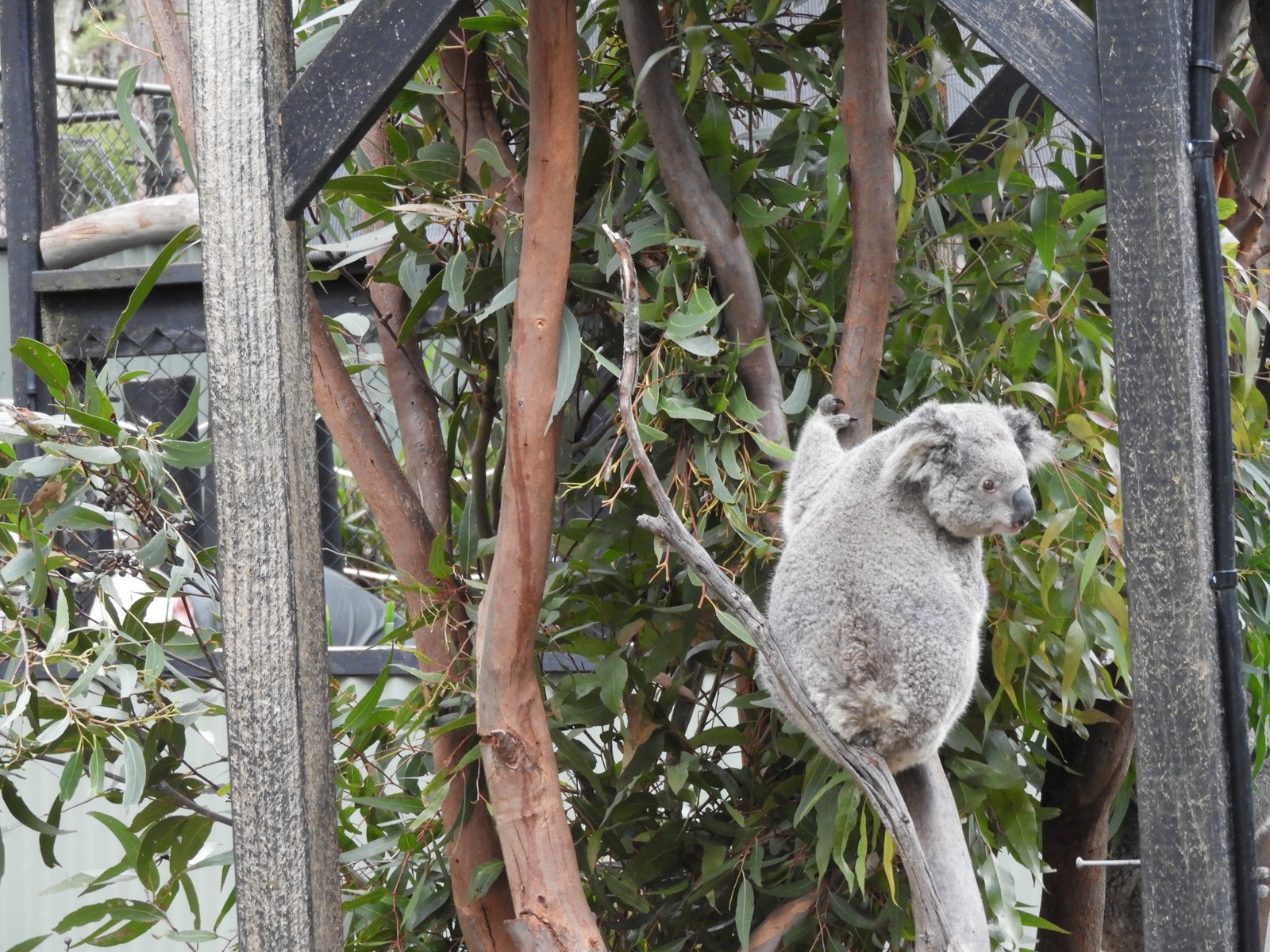 Australian Reptile Park at Somersby, a top nearby attraction from Bateau Bay on the Central Coast