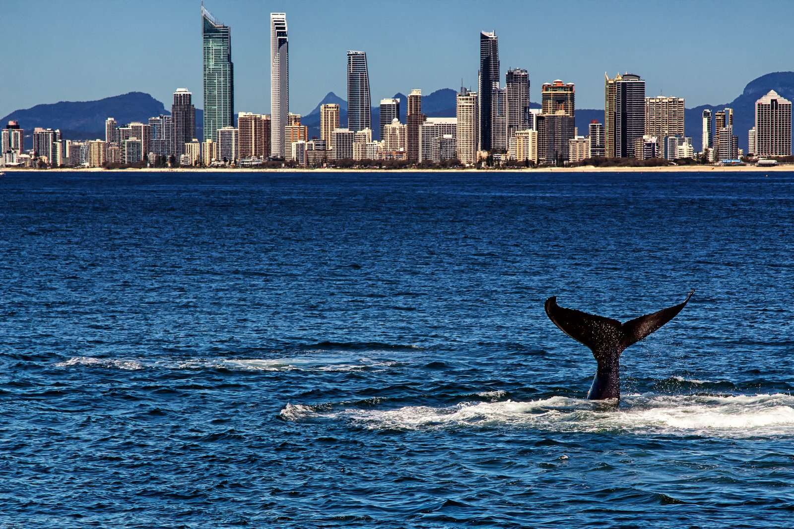 Humpback whale breaching off the Australian coast during annual migration